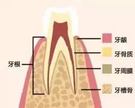 28岁了，还能做牙齿矫正吗？