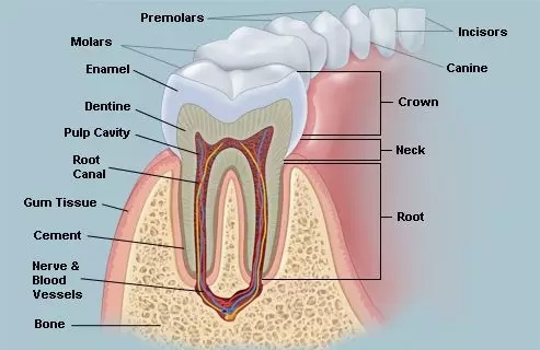 牙齿结构图